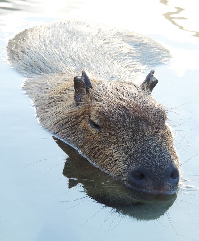 耳・目・鼻を水面上に出して泳ぐカピバラ
