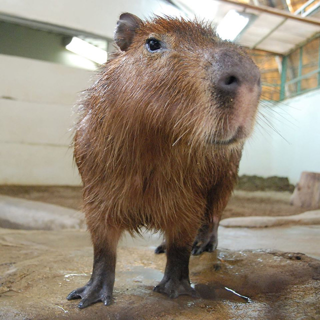 水からあがったばかりのカピバラ