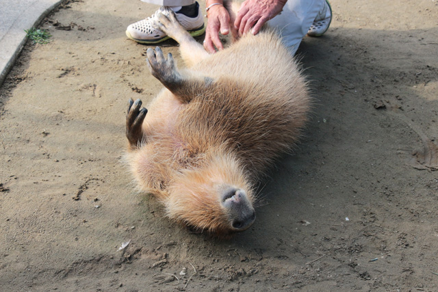 うれしそうなカピバラ/市原ぞうの国(千葉県/市原市)