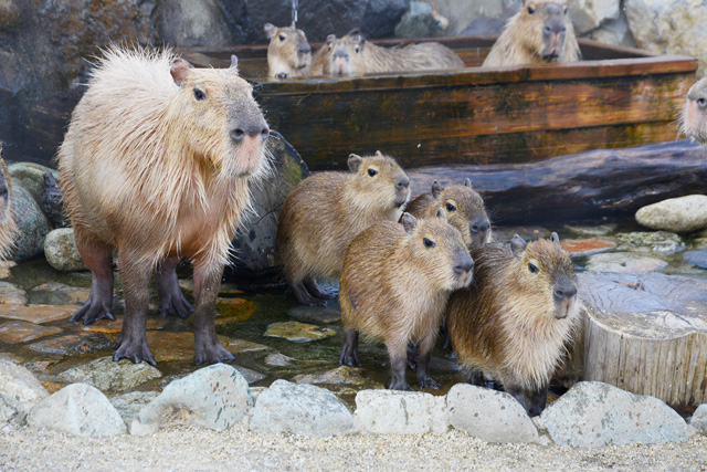 子だくさんなカピバラ