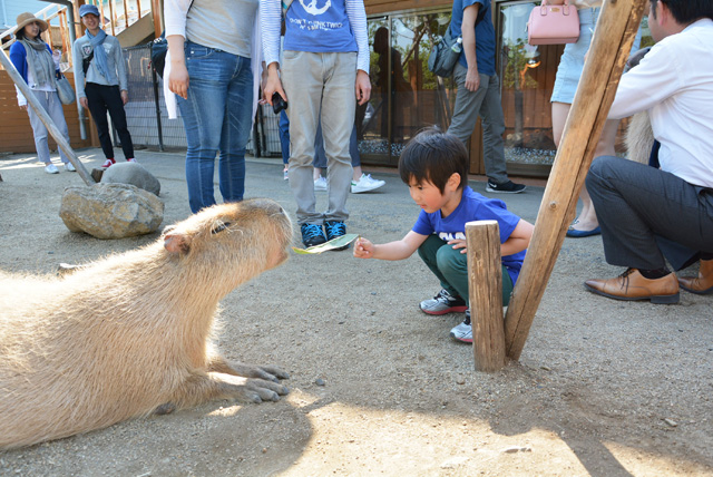 カピバラにエサやりをする様子/那須どうぶつ王国(栃木県/那須町)