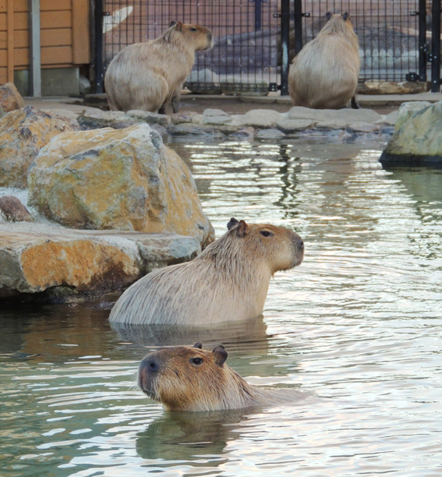 泳いでいるカピバラ/那須どうぶつ王国(栃木県/那須町)