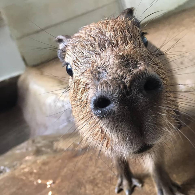 ユーモラスなカピバラ/草津熱帯圏(群馬県/草津町)