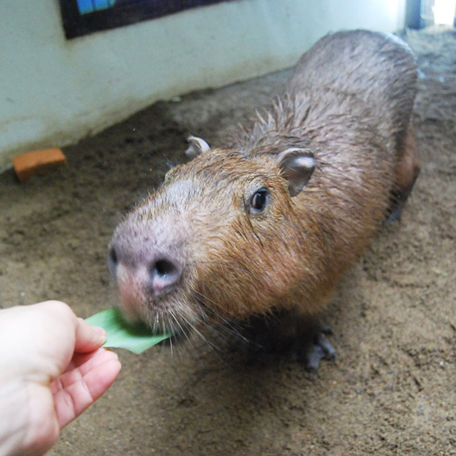 柵越しにカピバラへエサやり/草津熱帯圏(群馬県/草津町)