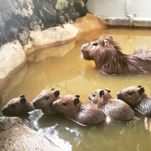 温泉であったまるカピバラ親子/草津熱帯圏(群馬県/草津町)