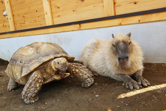カピバラとリクガメ/マザー牧場(千葉県/富津市)