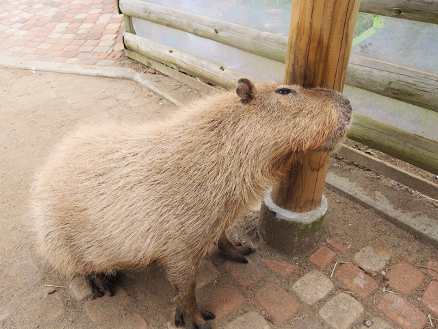 柱に頭をつけているカピバラ/マザー牧場(千葉県/富津市)