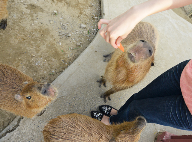 エサにカピバラたちが集まってくる/市原ぞうの国(千葉県/市原市)