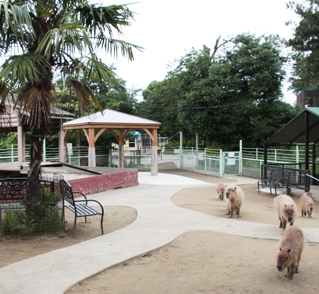 広くて開放的なゾーンで暮らすカピバラ/市原ぞうの国(千葉県/市原市)