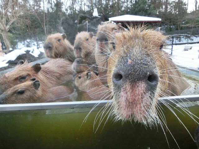 満員状態の「カピバラ温泉」/埼玉県こども動物自然公園(埼玉県/東松山市)