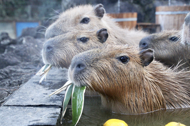 ゆず湯で草を食べるカピバラ/埼玉県こども動物自然公園(埼玉県/東松山市)