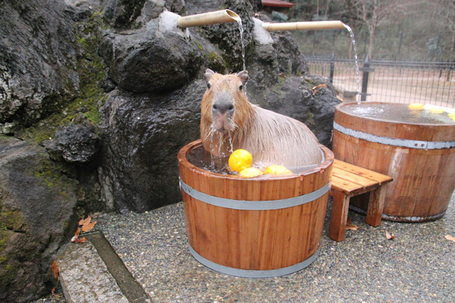 打たせ湯をするカピバラ/埼玉県こども動物自然公園(埼玉県/東松山市)