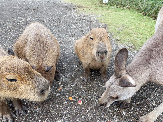 仲良くエサを食べるカピバラとカンガルー/長井海の手公園 ソレイユの丘(神奈川県/横須賀市)