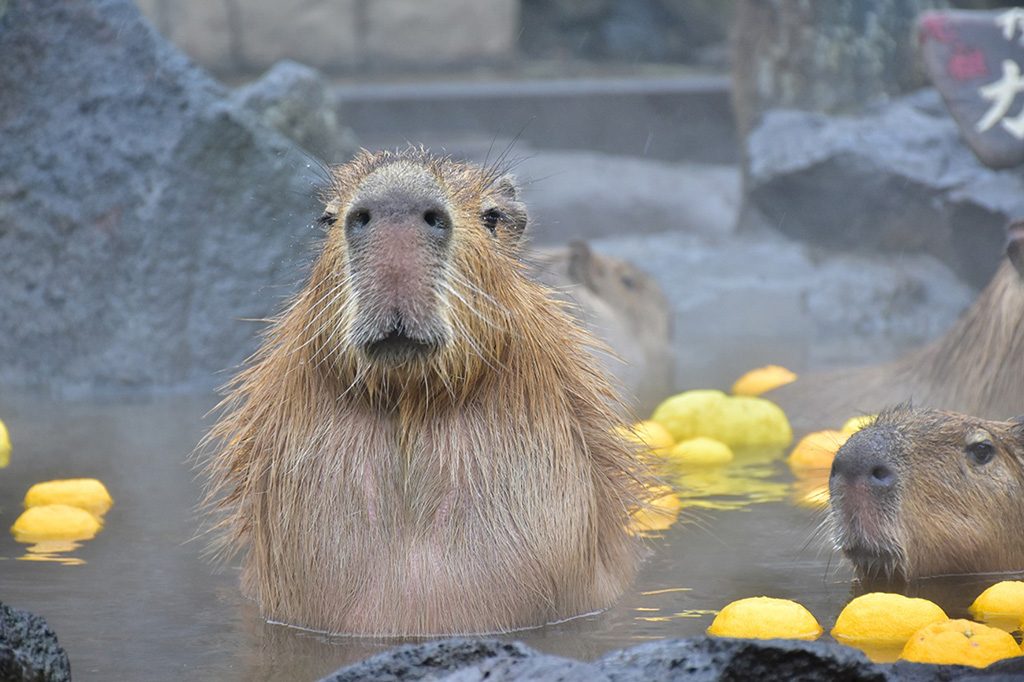 露天風呂に入るカピバラ/伊豆シャボテン動物公園（静岡県／伊東市）
