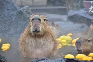 【全国】カピバラに会える動物園37選!元祖カピバラ風呂はどこ?