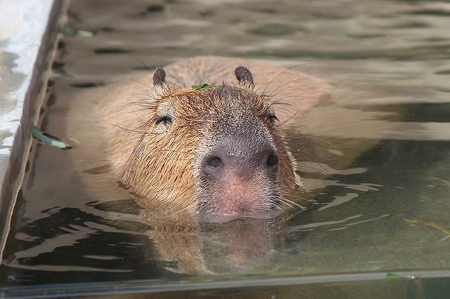 お湯の中で気持ちよさそうなカピバラ/秋田市大森山動物園 あきぎんオモリンの森(秋田県)