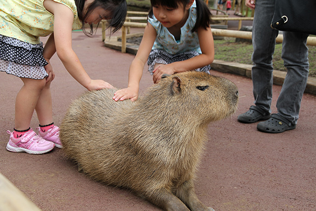 カピバラをなでる子ども/富士サファリパーク(静岡県/裾野市)