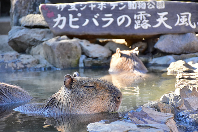 元祖露天風呂で温まるカピバラ/伊豆シャボテン動物公園(静岡県/伊東市)