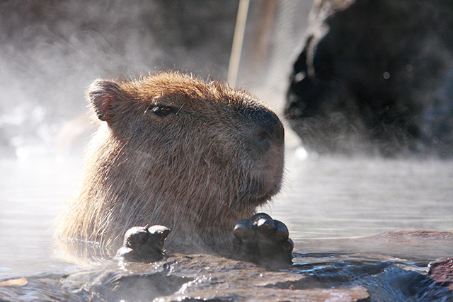 温泉で温まるカピバラ/伊豆シャボテン動物公園(静岡県/伊東市)