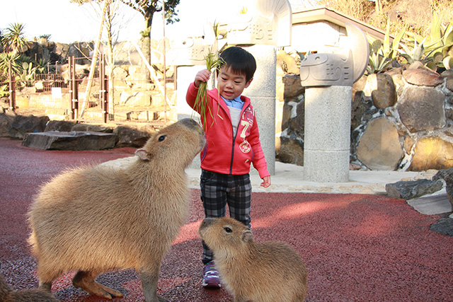 エサやり体験でカピバラにエサをあげる子ども/伊豆シャボテン動物公園(静岡県/伊東市)