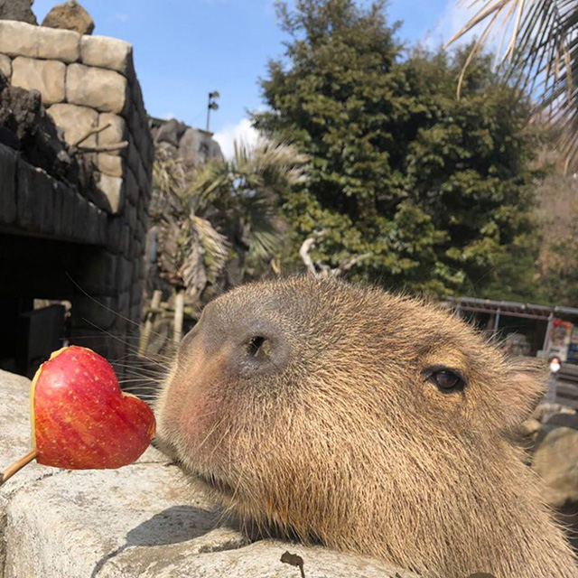 ハートのリンゴとカピバラ/伊豆シャボテン動物公園(静岡県/伊東市)