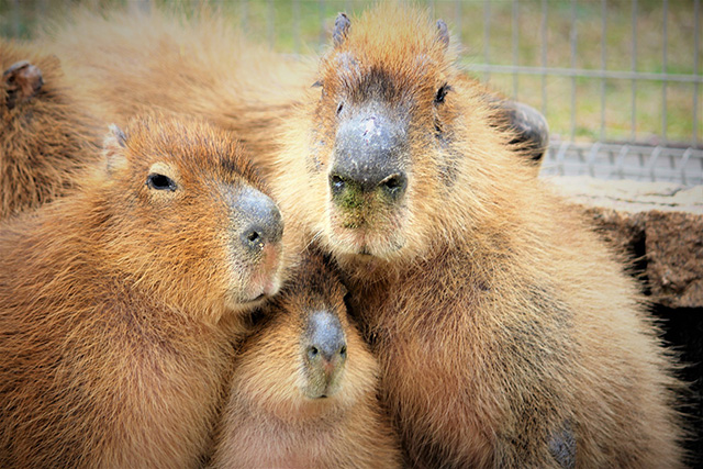 寒くてくっついているカピバラ/伊豆アニマルキングダム(静岡県/東伊豆町)