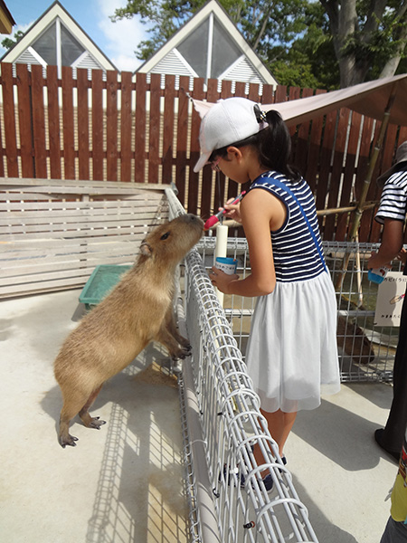 カピバラにエサをあげる子ども/豊橋総合動植物公園 のんほいパーク(愛知県/豊橋市)