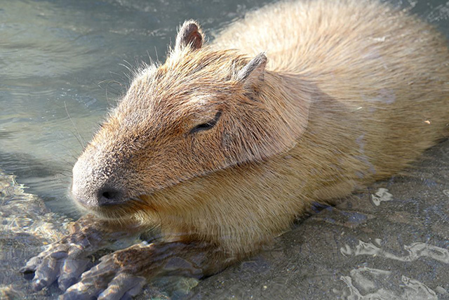 水辺で寝ているカピバラ/豊橋総合動植物公園 のんほいパーク(愛知県/豊橋市)