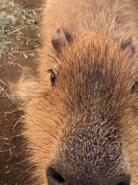 カピバラのズームアップ/須坂市動物園(長野県)
