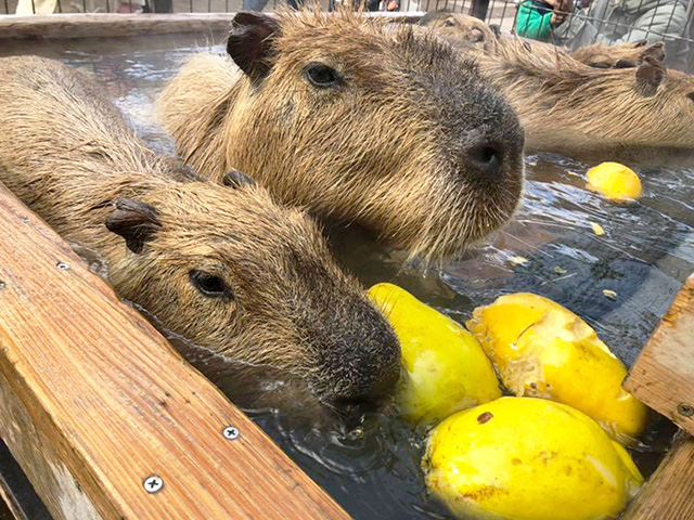 かりん湯に浸かるカピバラ/須坂市動物園(長野県)
