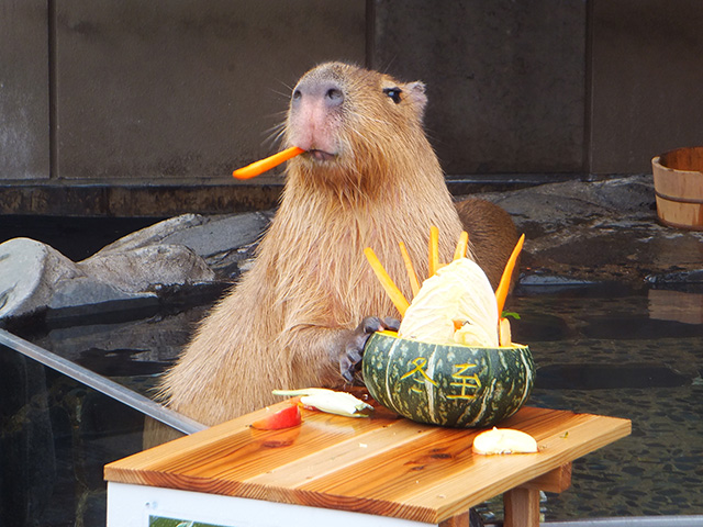エサを食べるカピバラ/いしかわ動物園(石川県/能美市)