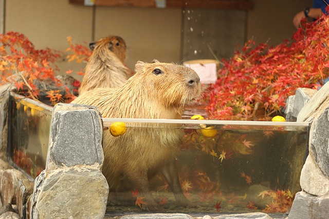 露天風呂に浸かるカピバラ/いしかわ動物園(石川県/能美市)