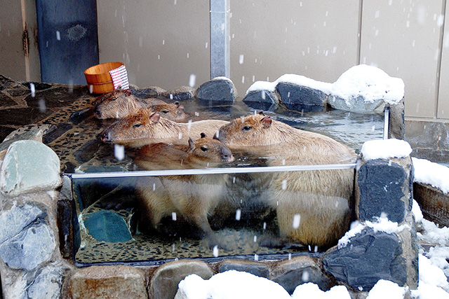露天風呂に浸かるカピバラたち/いしかわ動物園(石川県/能美市)