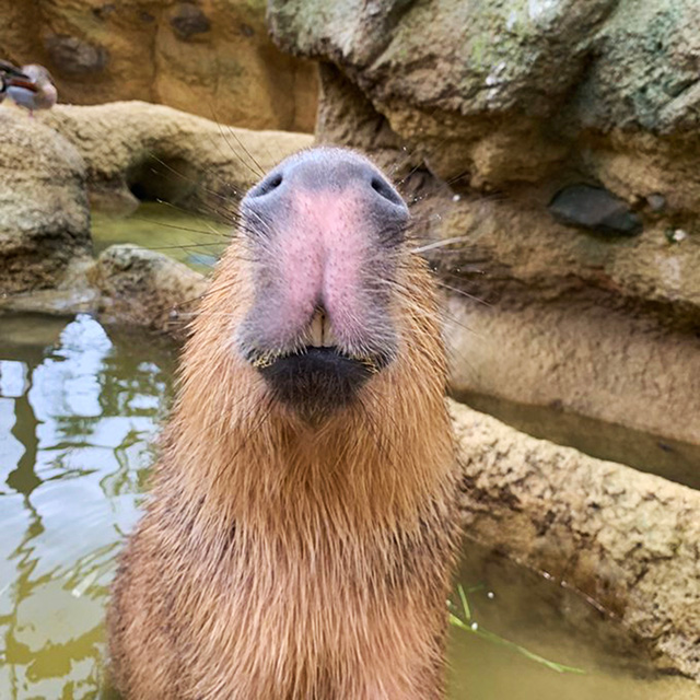 カピバラの鼻と口/足羽山公園遊園地(福井県/福井市)