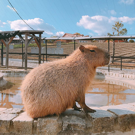 池の畔にたたずむカピバラ/堺・緑のミュージアム ハーベストの丘(大阪府/堺市)