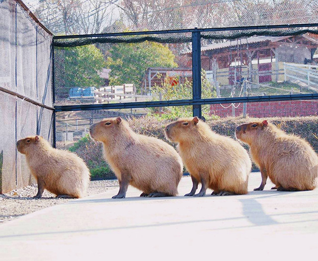 前後に並ぶカピバラ/堺・緑のミュージアム ハーベストの丘(大阪府/堺市)