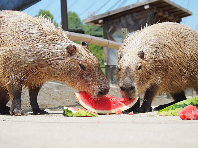 スイカを食べるカピバラ/堺・緑のミュージアム ハーベストの丘(大阪府/堺市)