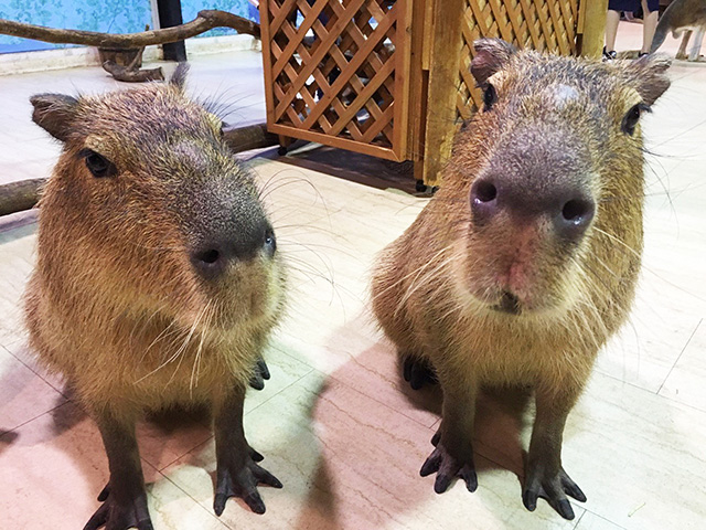 大接近のカピバラ/天保山アニパ(大阪府/大阪市)
