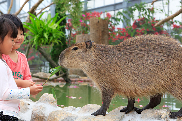 笹の葉を食べるカピバラ/神戸どうぶつ王国(兵庫県)