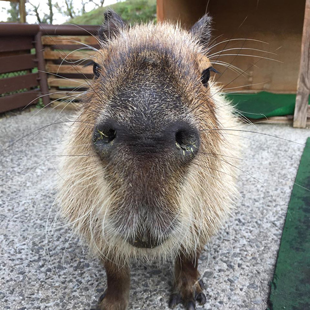 大接近のカピバラ/大山トム・ソーヤ牧場(鳥取県/米子市)