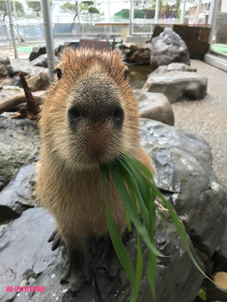 草を食べるカピバラ/桂浜水族館(高知県/高知市)