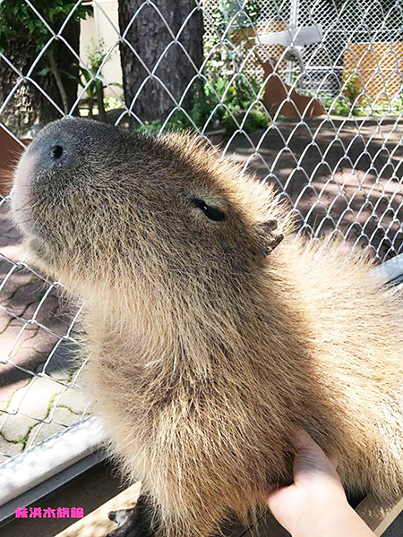 カピバラをなでる様子/桂浜水族館(高知県/高知市)