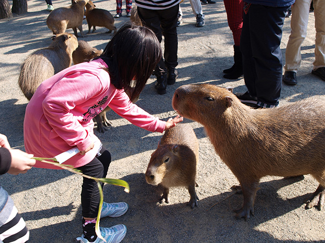 カピバラをさわる子ども/海の中道海浜公園(福岡県/福岡市)