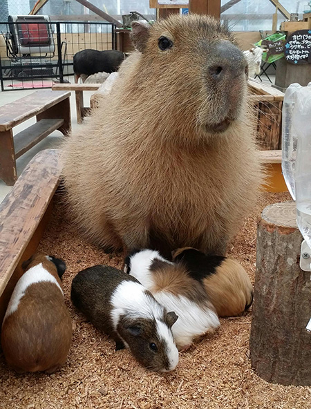 モルモットとカピバラ/トリアスふれあい動物園(福岡県/久山町)
