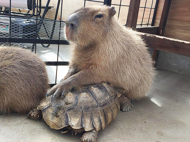 リクガメとカピバラ/トリアスふれあい動物園(福岡県/久山町)