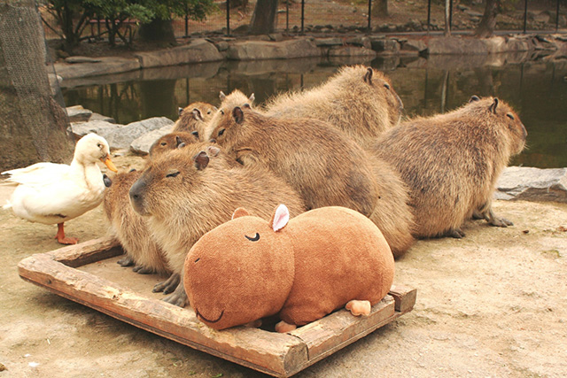 お休み中のカピバラとぬいぐるみ/長崎バイオパーク(長崎県/西海市)