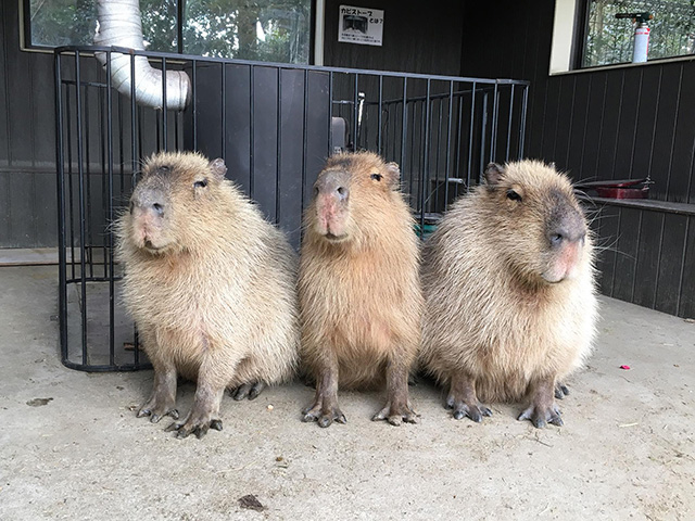 ストーブの前で温まるカピバラ/長崎バイオパーク(長崎県/西海市)