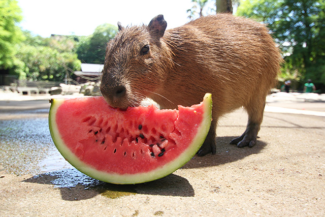 スイカを食べるカピバラ/長崎バイオパーク(長崎県/西海市)