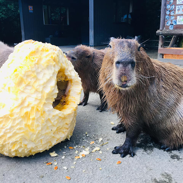 ジャンボカボチャとカピバラ/長崎バイオパーク(長崎県/西海市)