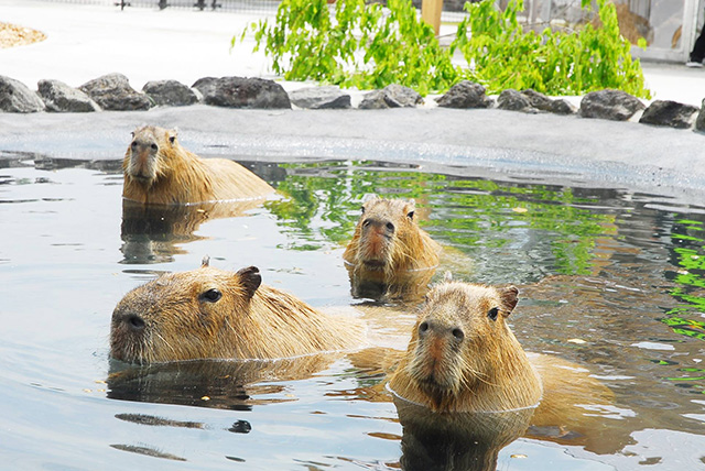 お風呂につかるカピバラ/阿蘇ファームランド(熊本県/南阿蘇村)